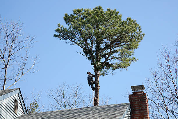 Best Tree Mulching  in Adairsville, GA