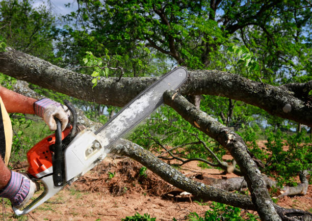 Trusted Adairsville, GA Tree Removal Services Experts